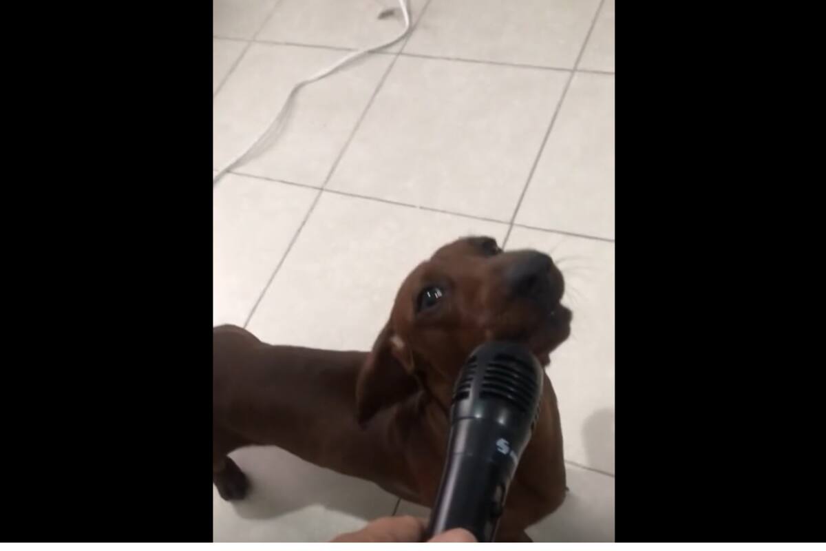 TIKTOK VIDEO: Perrito sorprende con su talento vocal en karaoke