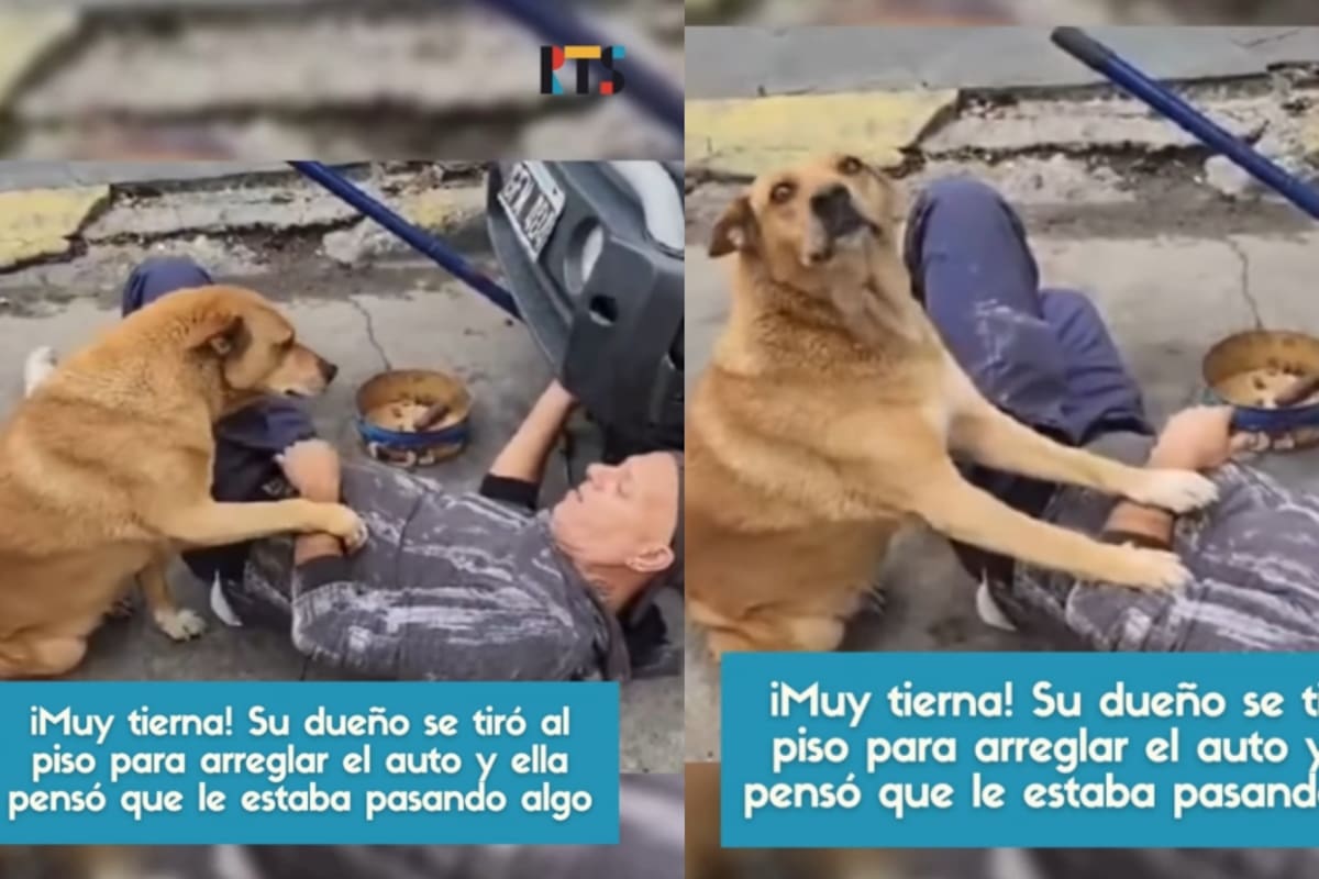 Amor perruno: cree que su dueño está herido y se acuesta a su lado mientras arregla el auto