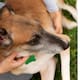Calor extremo dispara riesgo de rickettsiosis en BC
