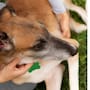 Calor extremo dispara riesgo de rickettsiosis en Baja California; estas son las medidas para evitar garrapatas