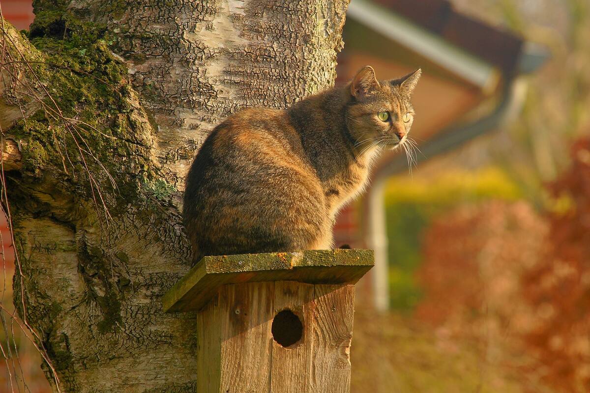 Olvida cerrar la ventanilla de su carro, lo encuentra lleno de gatos