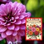 Día Nacional de la Dalia: por qué es la flor nacional de México