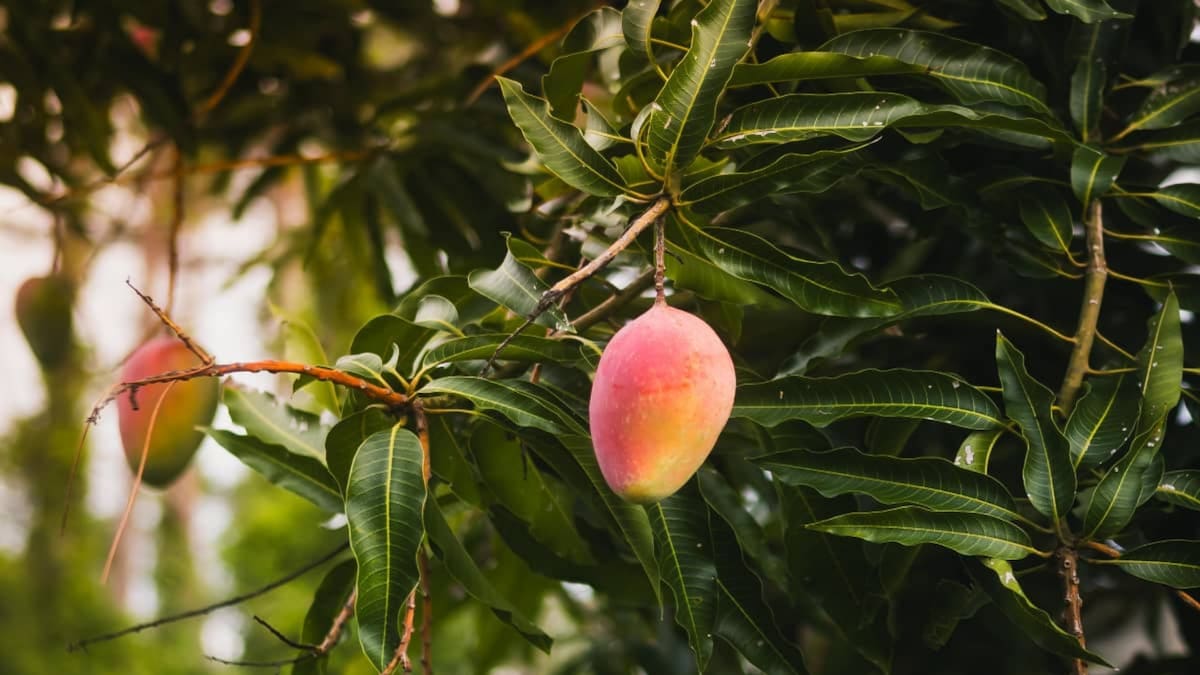 El mango Ataulfo pasó de 300 a 450 pesos por caja tras las negociaciones. /El Universal