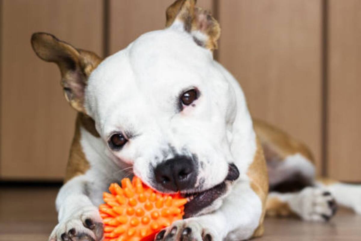 TikTok: Veterinaria revela las cosas que no debes comprarle a tu perro