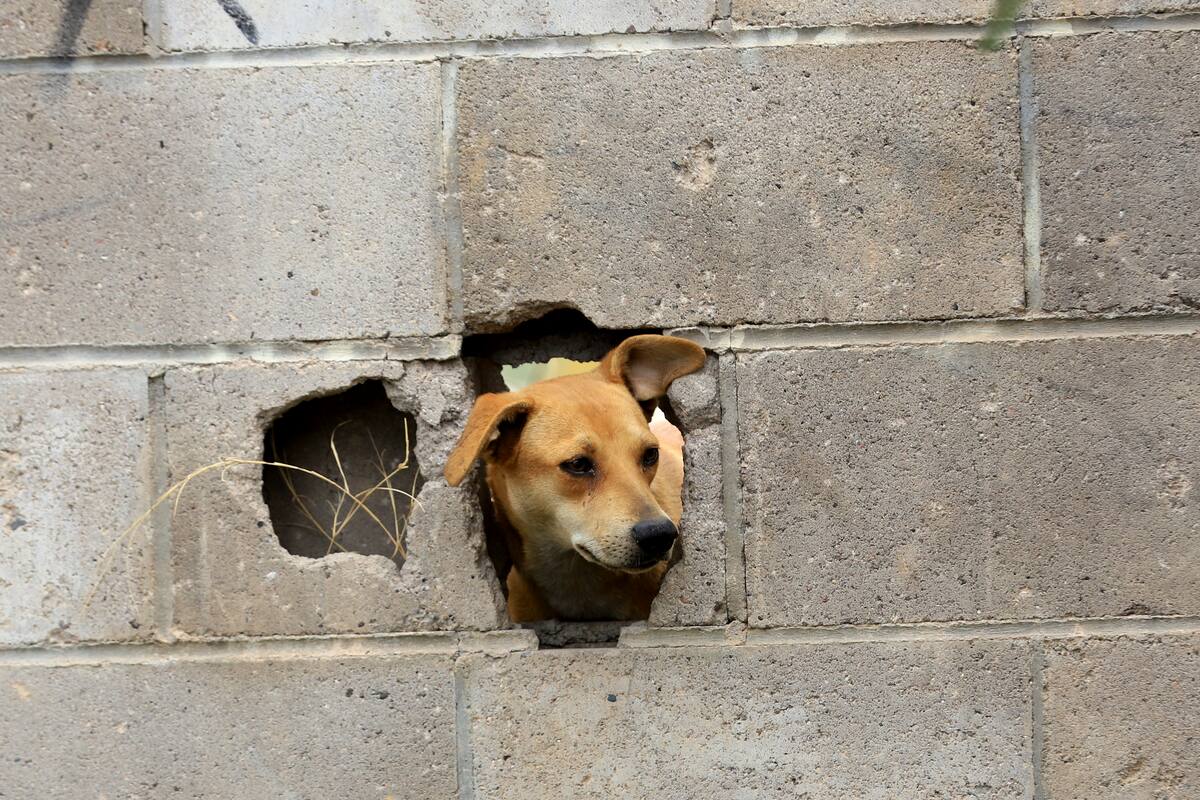 Hombre es mordido al intervenir en trifulca canina