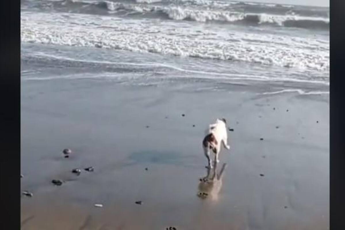 VIRAL: Joven lleva a su mascota a la playa y escena conmueve en TikTok
