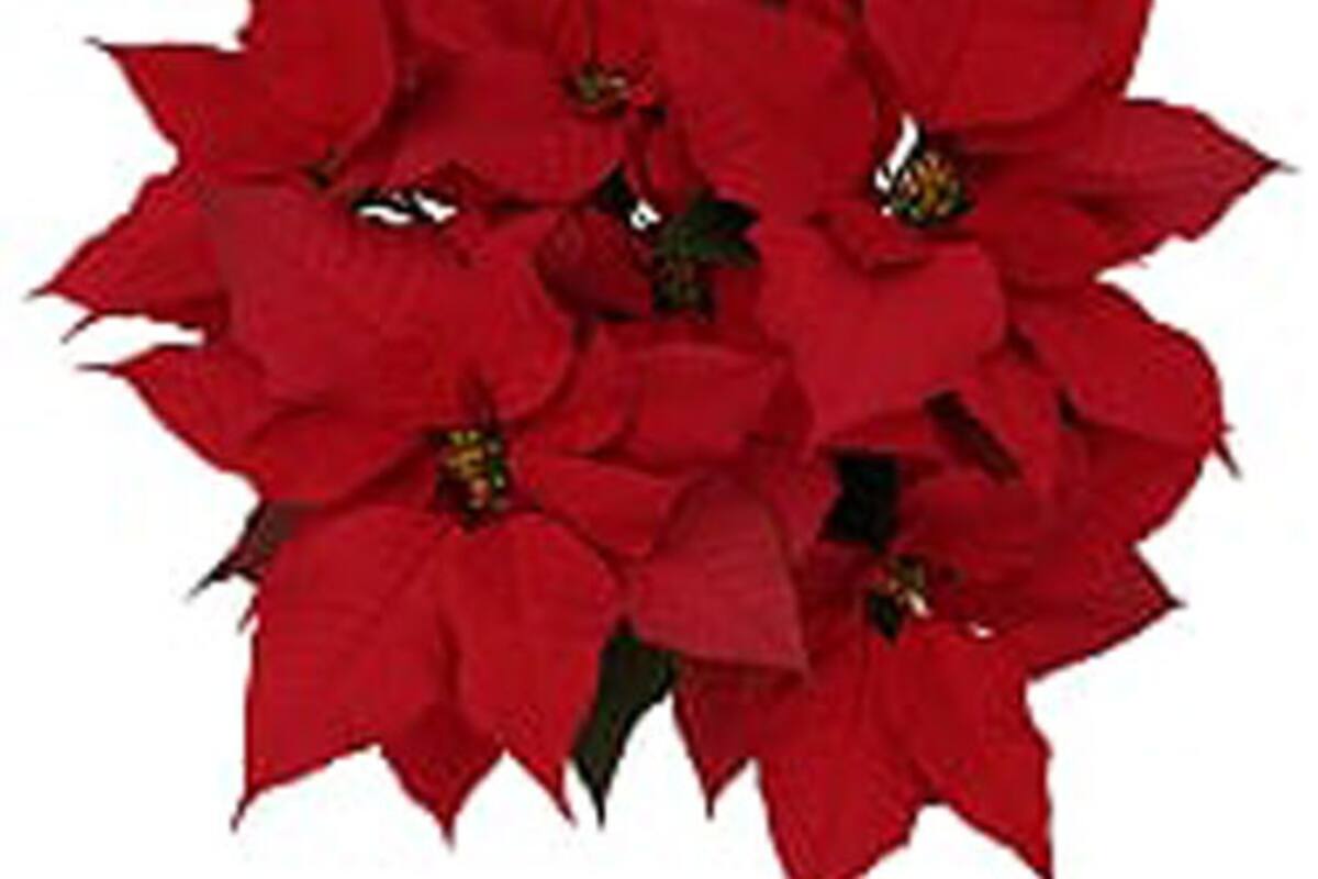¿Sabes cómo cuidar una flor de Nochebuena? Aquí te decimos