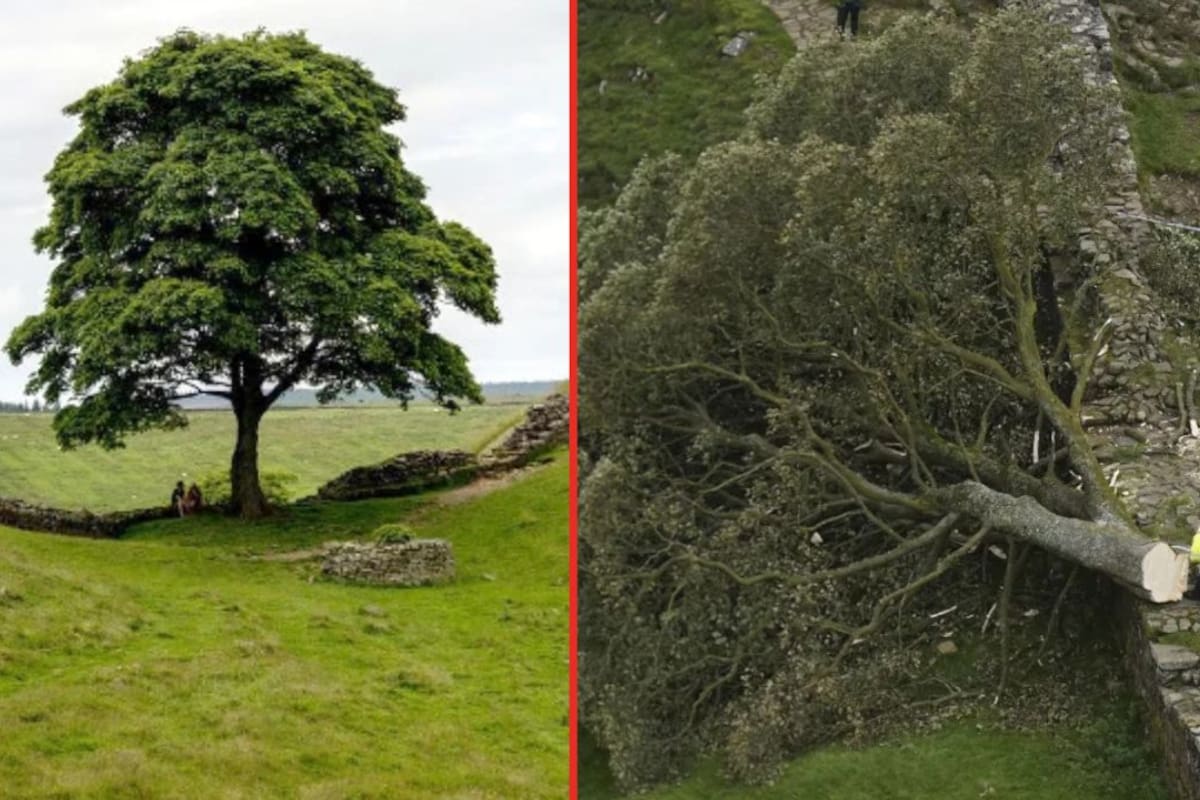 “Era solo un árbol”: condenan a más de 4 años de prisión a dos hombres por talar el emblemático ‘Árbol de Robin Hood’ en Inglaterra; el más famoso del Reino Unido