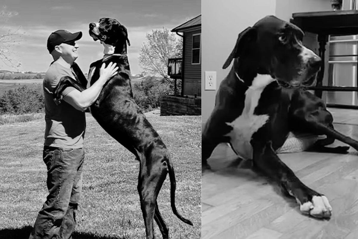 Murió Kevin, el perro más alto del mundo