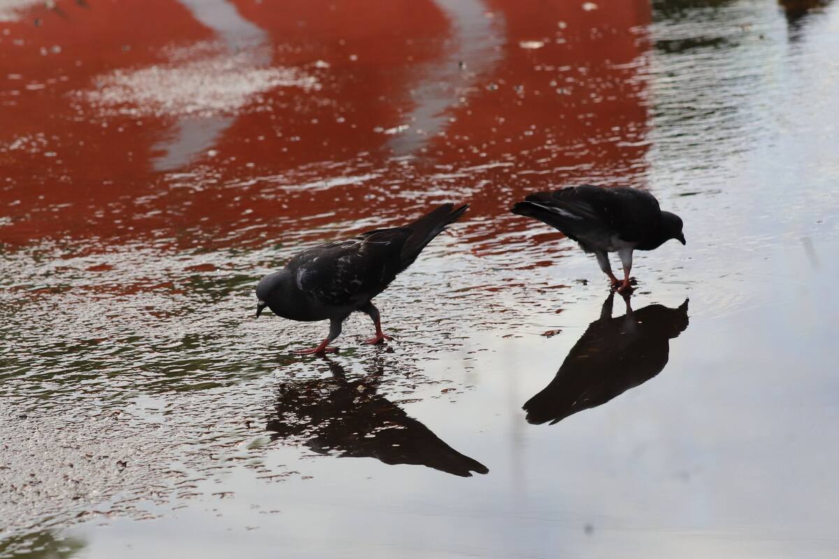 Clima en Sonora: ¡Más agua!, ¿En qué regiones lloverá este fin de semana?