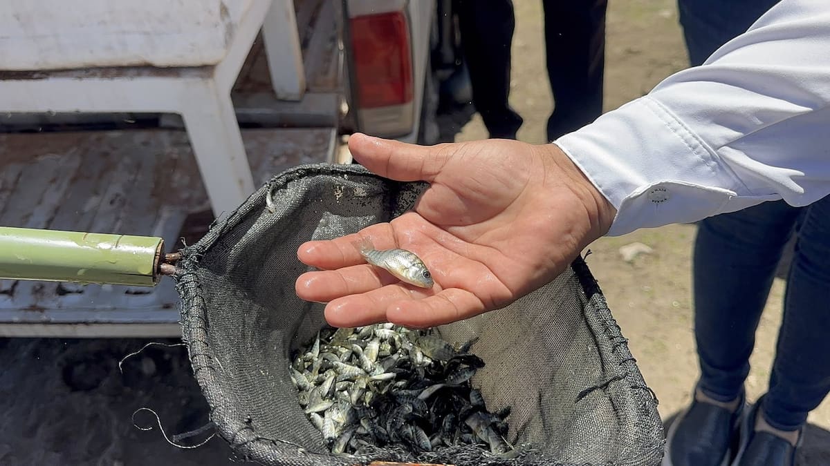 Siembran 385 mil crías de tilapia en la presa Adolfo Ruiz Cortines para fortalecer la pesca en Álamos