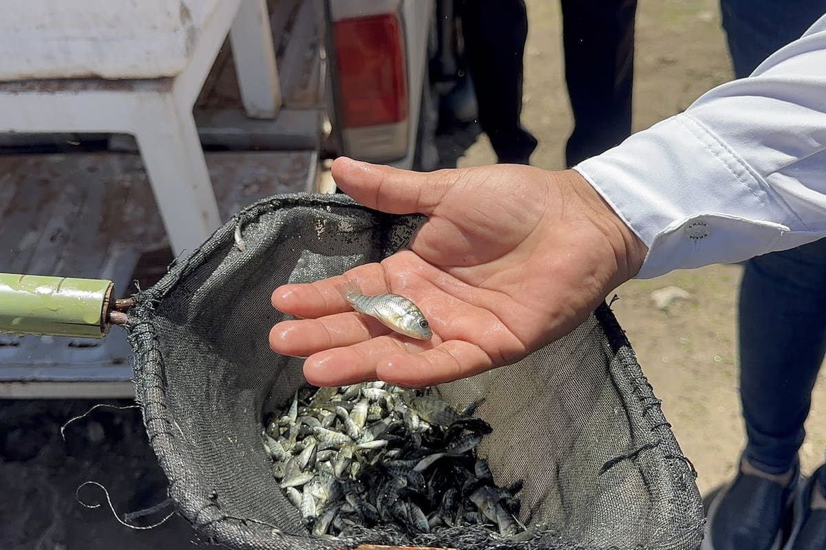 Siembran 385 mil crías de tilapia en la presa Adolfo Ruiz Cortines para fortalecer la pesca en Álamos
