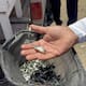Siembran 385 mil crías de tilapia en la presa Adolfo Ruiz Cortines para fortalecer la pesca en Álamos
