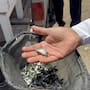 Siembran 385 mil crías de tilapia en la presa Adolfo Ruiz Cortines para fortalecer la pesca en Álamos