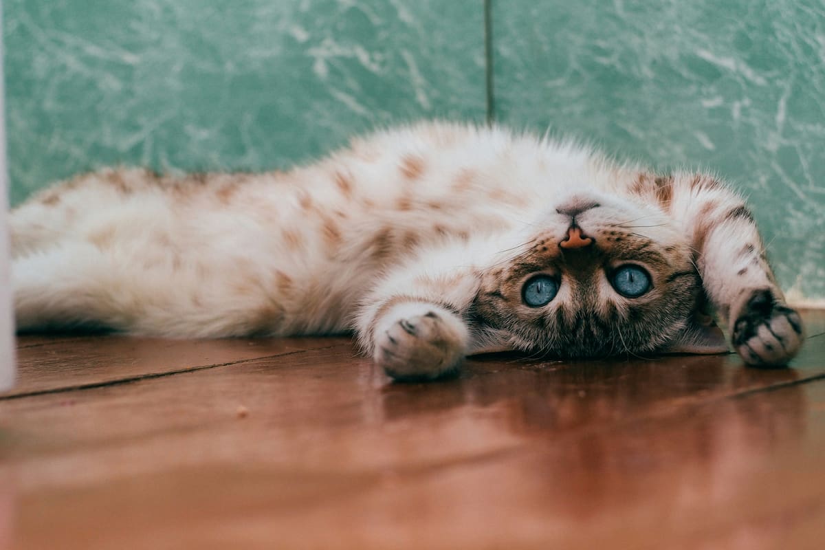 ¿Cuántos años debe tener un gato para estar “viejo”?
