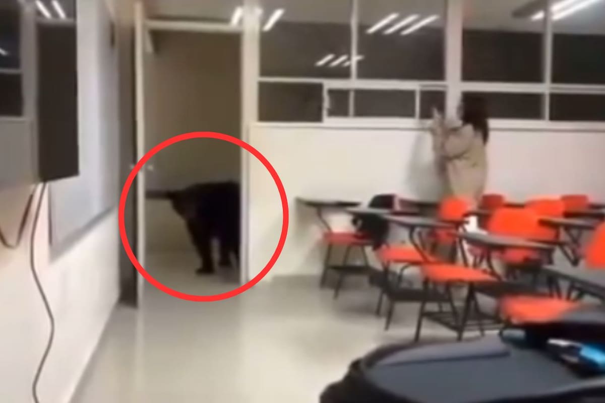 Oso invade salón de clases en la UANL: el impactante momento captado en video