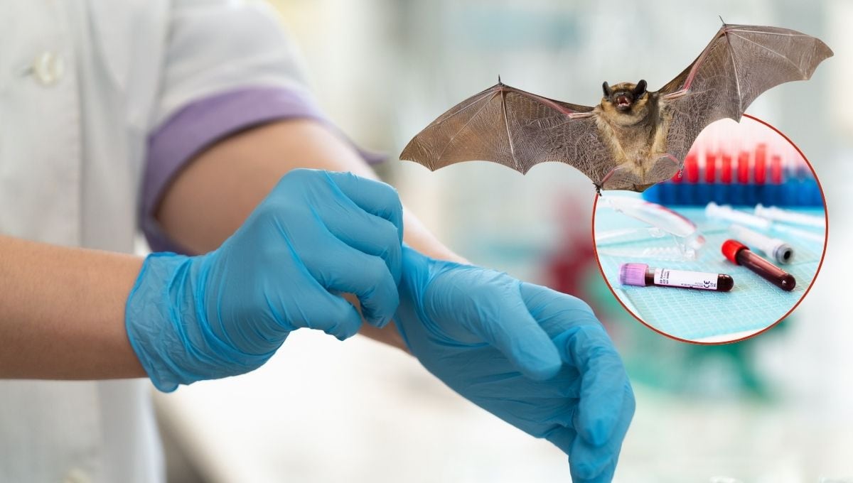 Qué es el virus Nipah, cuáles son sus síntomas y cómo se transmite esta  enfermedad que genera alerta sanitaria desde la India?