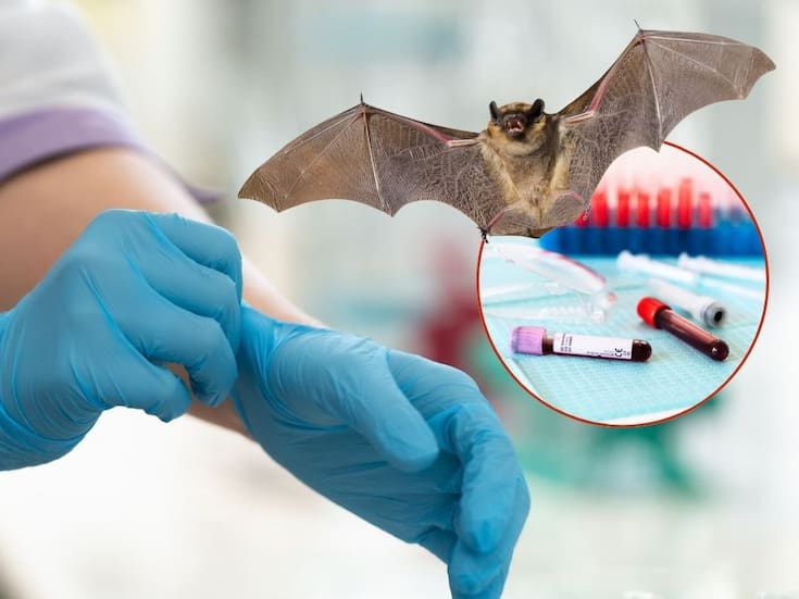 ¿Qué es el virus Nipah, cuáles son sus síntomas y cómo se transmite esta enfermedad que genera alerta sanitaria desde la India?