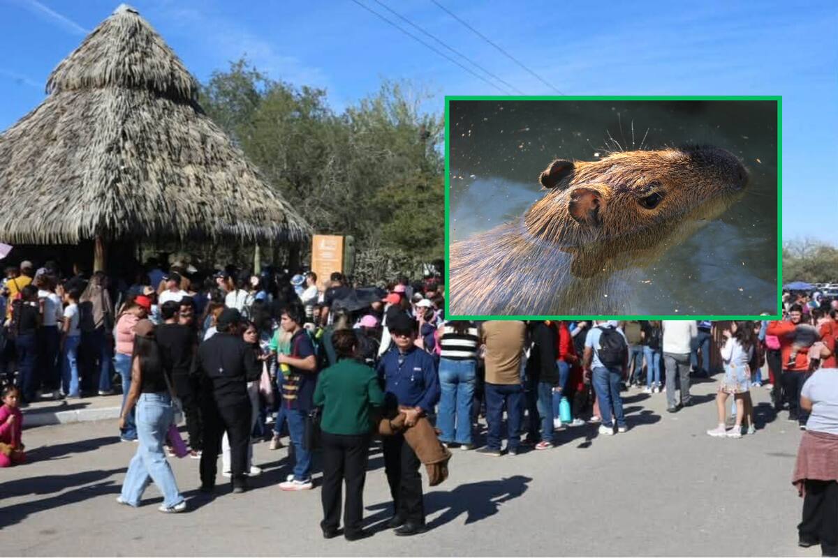 Más de 11 mil personas visitan el Centro Ecológico de Sonora para conocer al Capibara