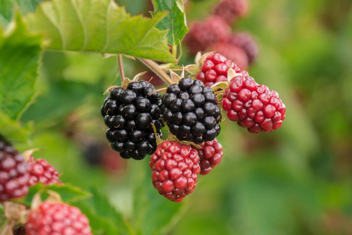 ¿Colágeno y antiinflamatorio natural?, Estas son algunas propiedades de las moras