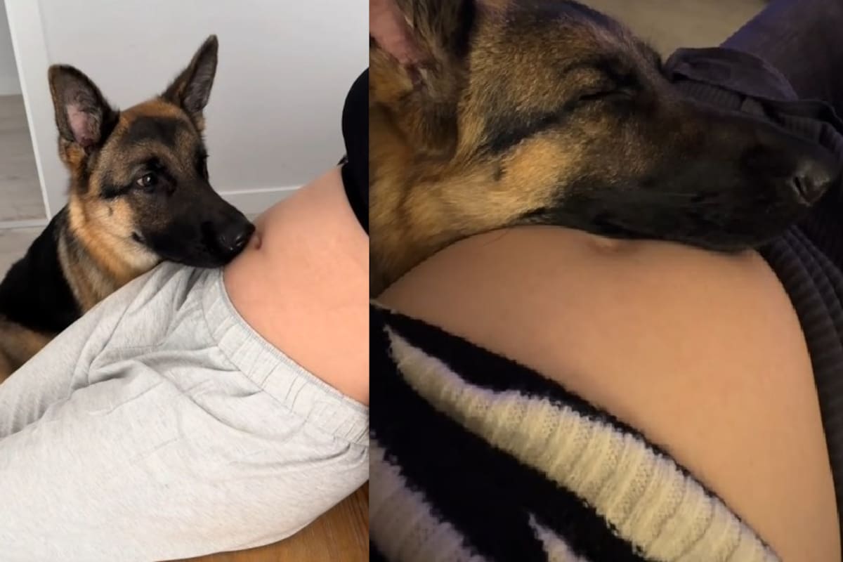 VIDEO: Pastor alemán cuida a su dueña embarazada y enternece a miles en TikTok