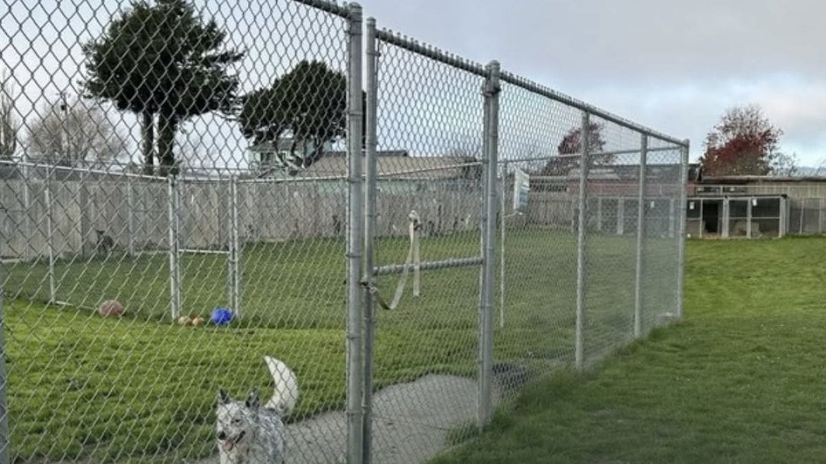 Un refugio que prometía no sacrificar animales es investigado en California tras hallar cientos de restos caninos y más de 600 collares en su propiedad