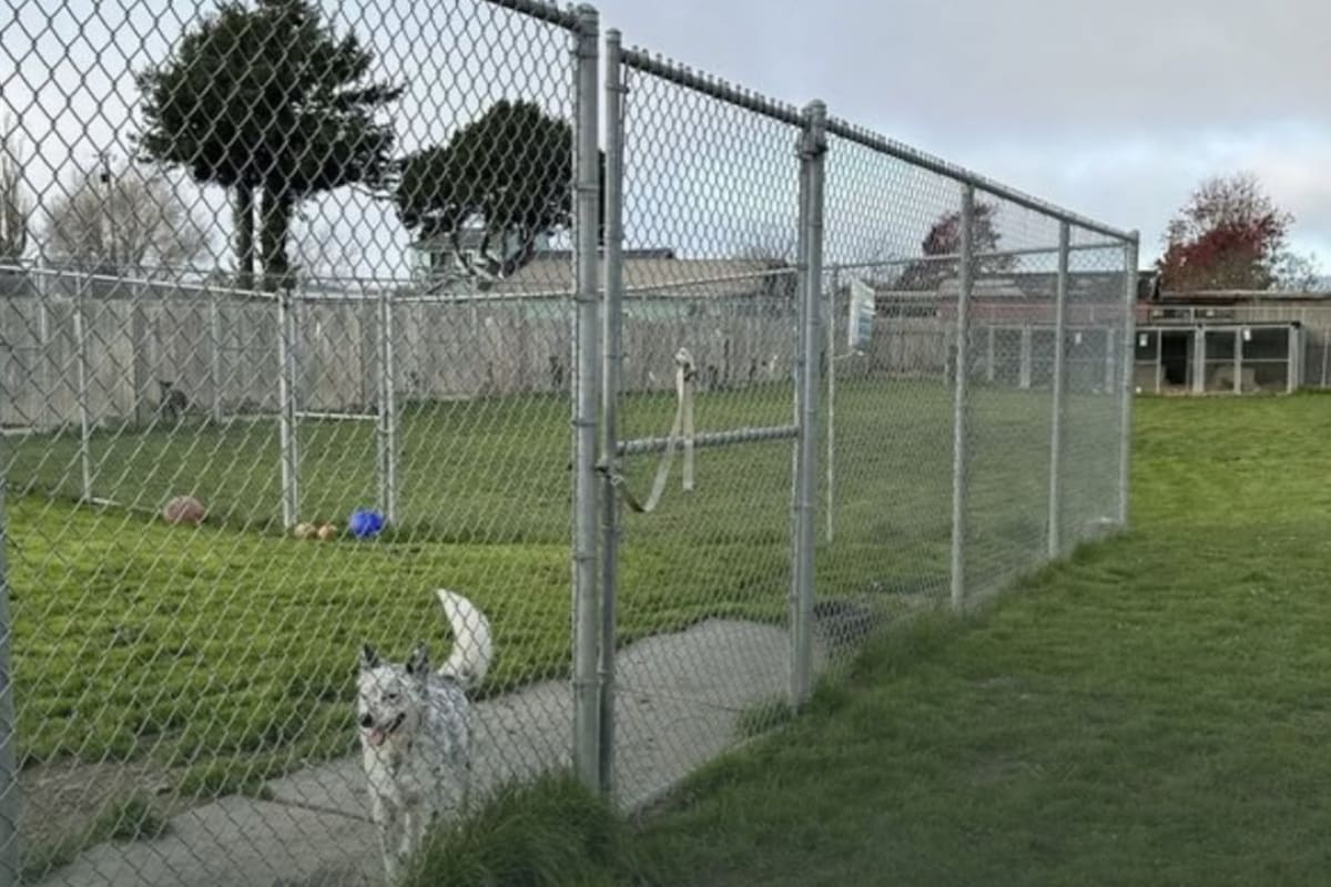 Un refugio que prometía no sacrificar animales es investigado en California tras hallar cientos de restos caninos y más de 600 collares en su propiedad
