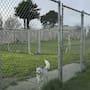 Un refugio que prometía no sacrificar animales es investigado en California tras hallar cientos de restos caninos y más de 600 collares en su propiedad
