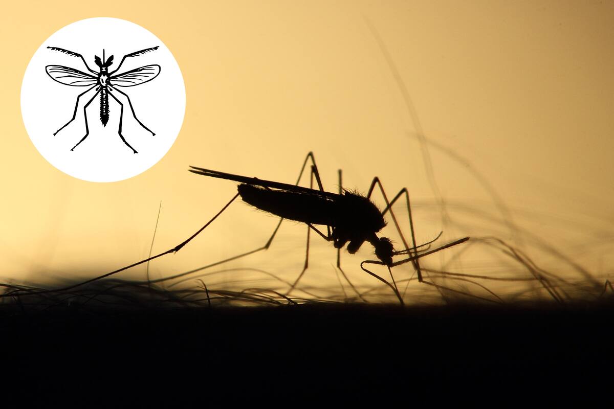 ¿Qué remedios caseros se pueden usar para evitar los mosquitos en el hogar?