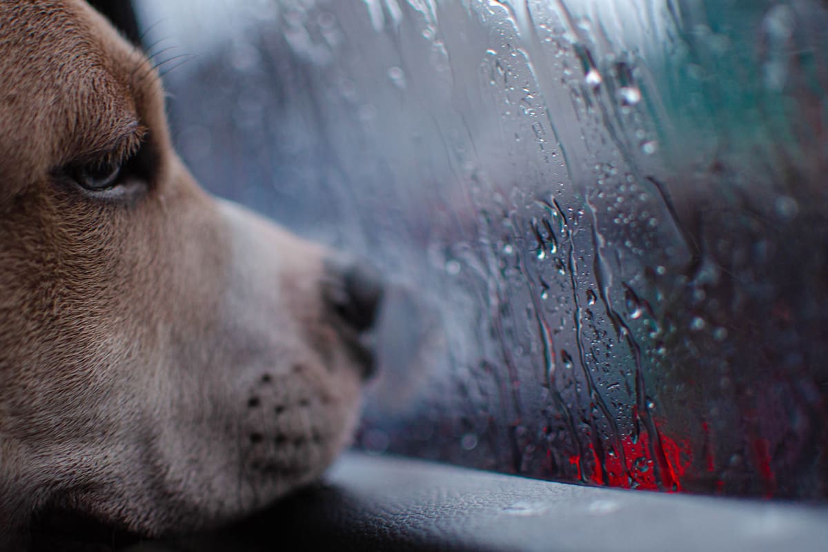 ¿Cuáles son las repercusiones de la lluvia en el estado de ánimo?