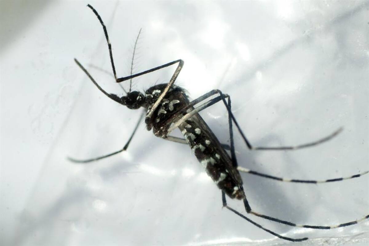 Puede ser mortal: qué es el virus del Nilo Occidental por el que España activó alerta