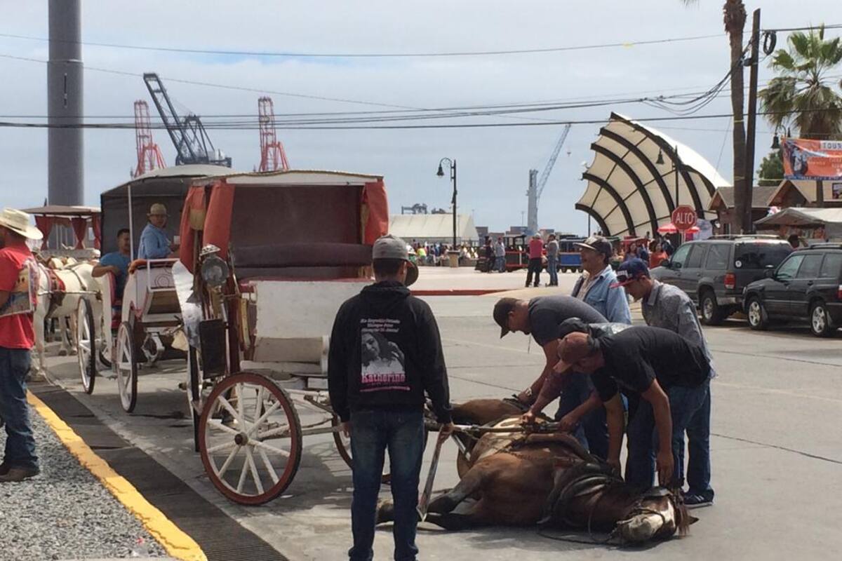 Irregular el 50% de calandrias en Ensenada