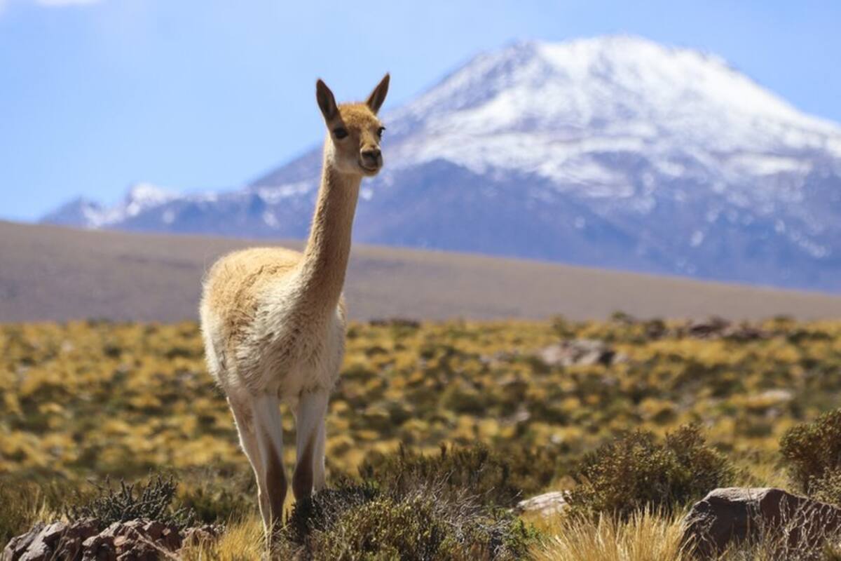 El superfertilizante natural que le permitió a una civilización preincaica prosperar en el árido desierto de Atacama en Chile
