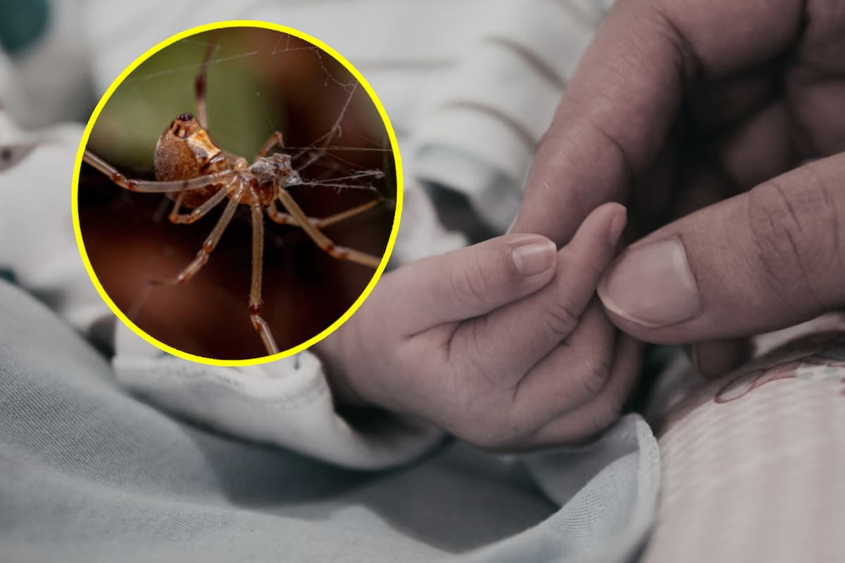 Muere bebé de 2 años por picadura de araña en Durango: ¿qué hacer en estos casos?