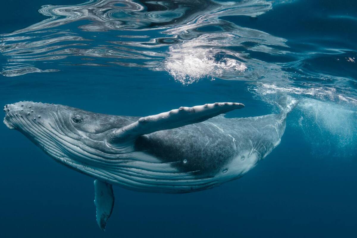 Tratado Global sobre los Océanos: Chile se convierte en el primer país en ratificar el histórico acuerdo de la ONU