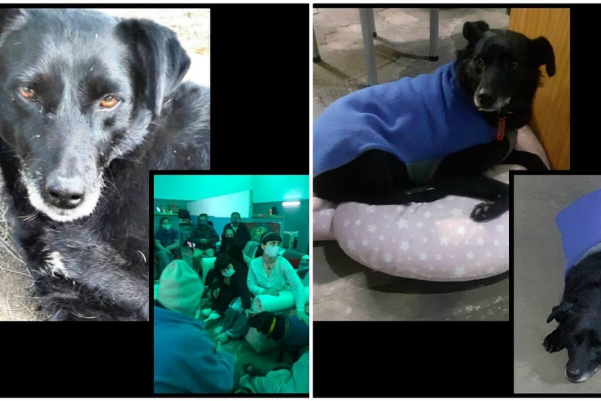 Casa para personas sin hogar adopta a perrita que vivía en un parque
