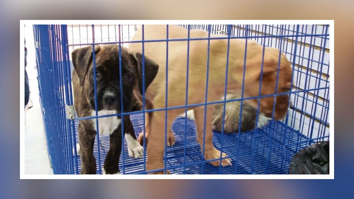 CDMX prohíbe exhibir perros y gatos en jaulas o vitrinas: así serán ahora las adopciones y las multas
