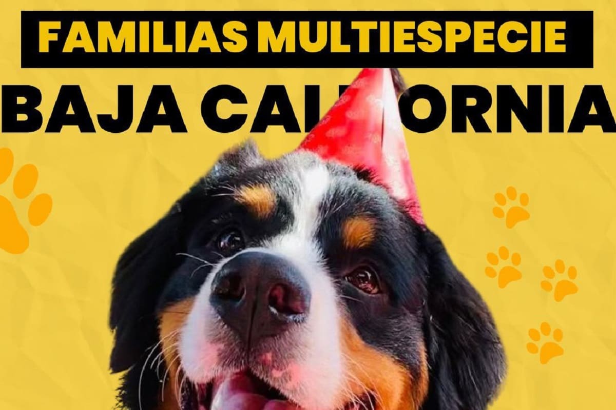 Jueza federal reconoce familia multiespecie en caso de Ámbar en Baja California