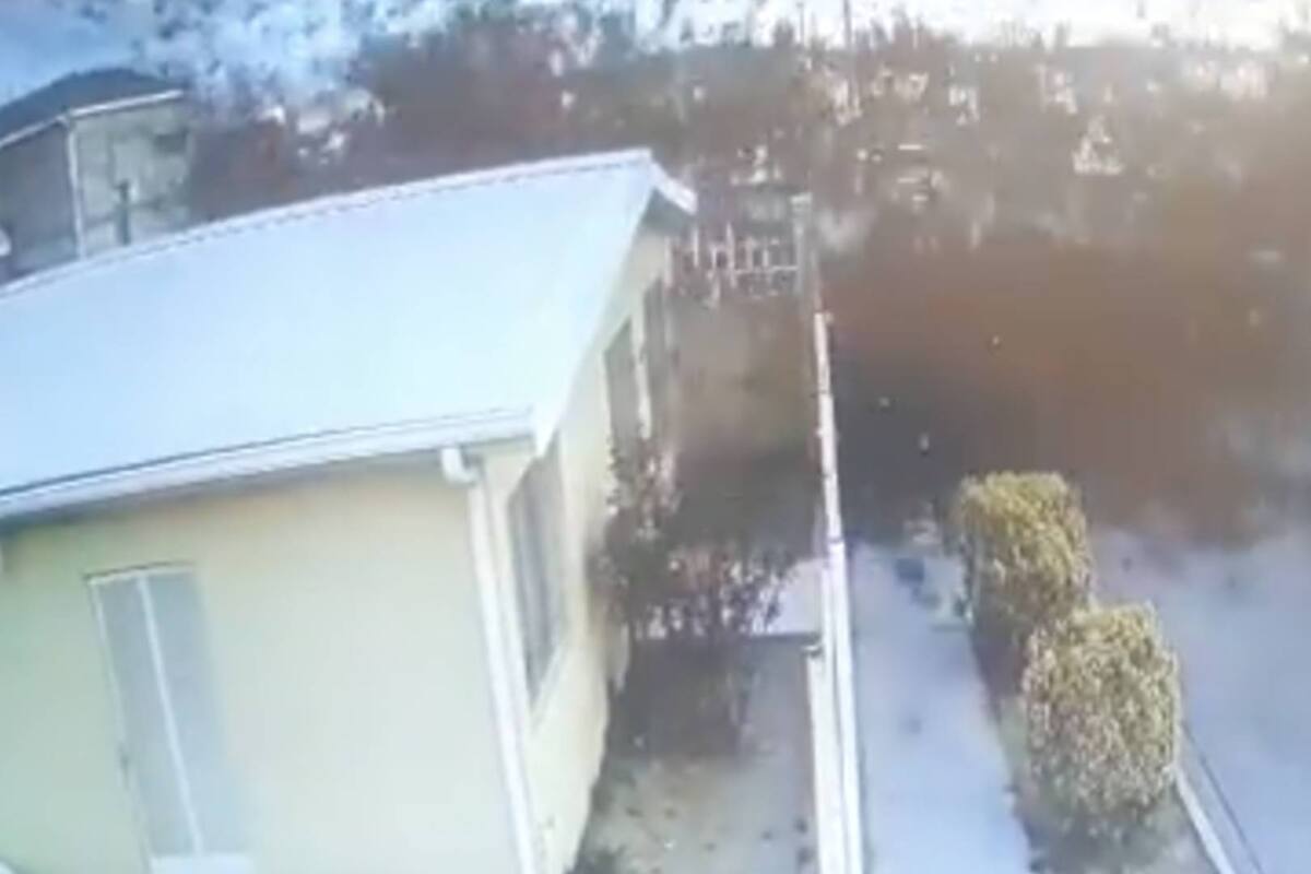 Esta es la razón detrás de la misteriosa muerte de una parvada de pájaros en Chihuahua