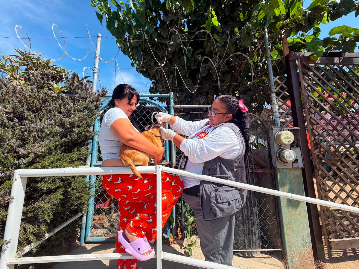 Familias de tres colonias de Ensenada recibieron apoyo para proteger a sus mascotas y reducir la presencia de garrapatas en sus hogares.
Fotos: Cortesía.