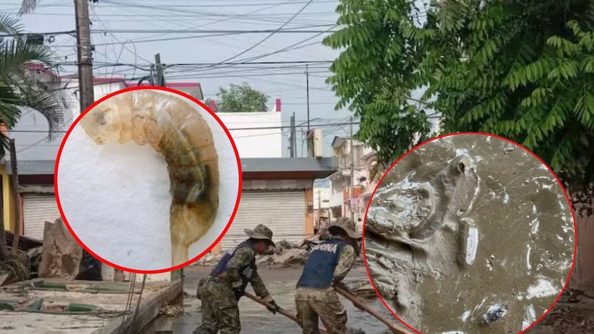 Tras inundaciones en Poza Rica, Veracruz, aparecen gusanos “cola de rata”: Estos son los síntomas ante posible transmisión de infecciones por contacto