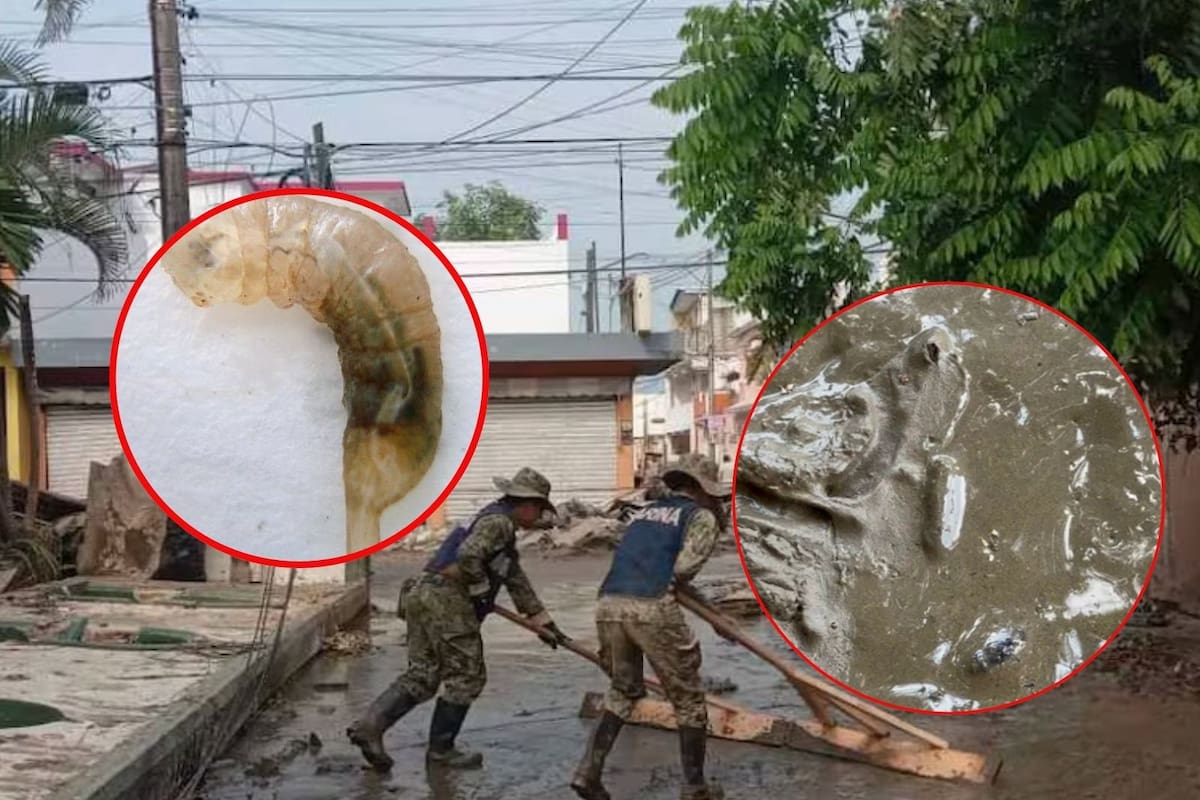 Tras inundaciones en Poza Rica, Veracruz, aparecen gusanos “cola de rata”: Estos son los síntomas ante posible transmisión de infecciones por contacto