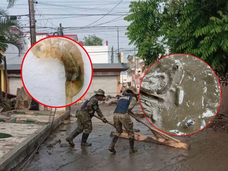 Tras inundaciones en Poza Rica, Veracruz, aparecen gusanos “cola de rata”: Estos son los síntomas ante posible transmisión de infecciones por contacto