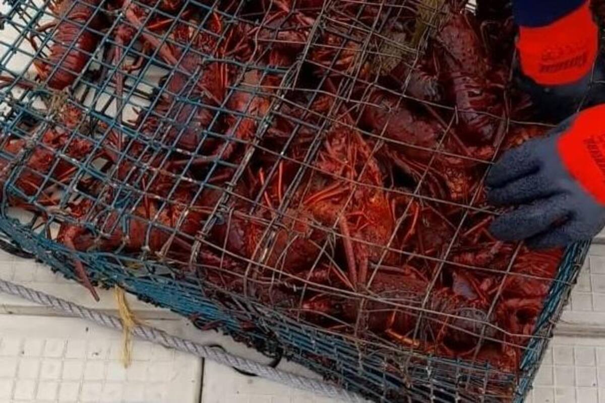 Aseguran 46 trampas para la captura ilegal de langosta roja