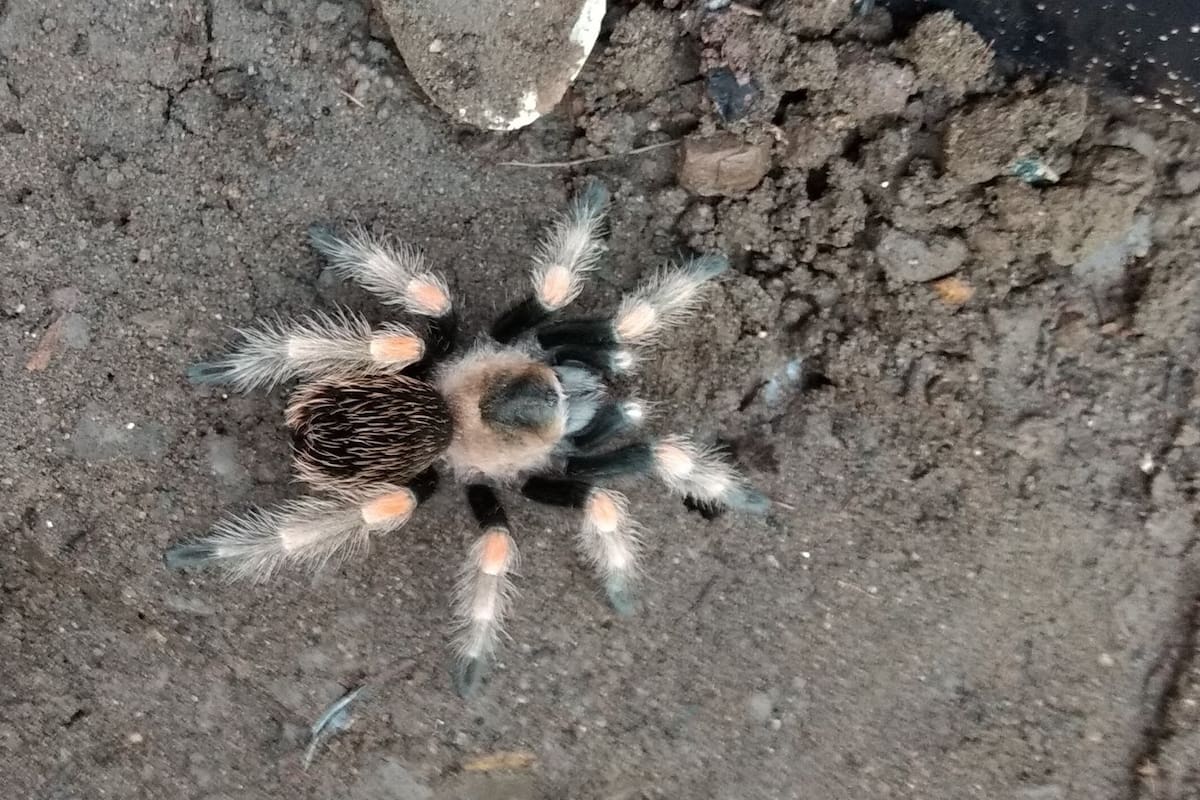 Diego Barrales, el experto en arañas que aclara todas tus dudas por las redes sociales