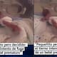 “Siento que nació prematuro porque no podía estarse quieto”: Bebé prematuro enternece a las redes al intentar salir de su incubadora