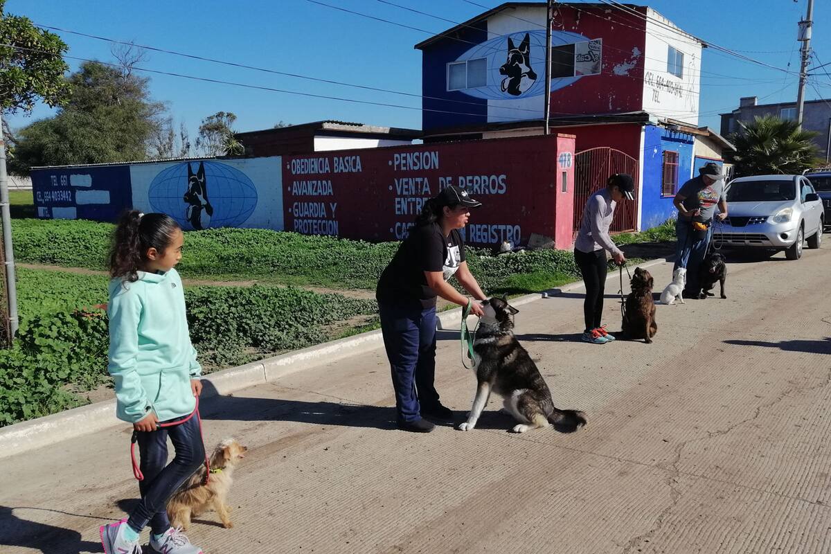Propósitos 2020: Adiestramiento de tu mascota
