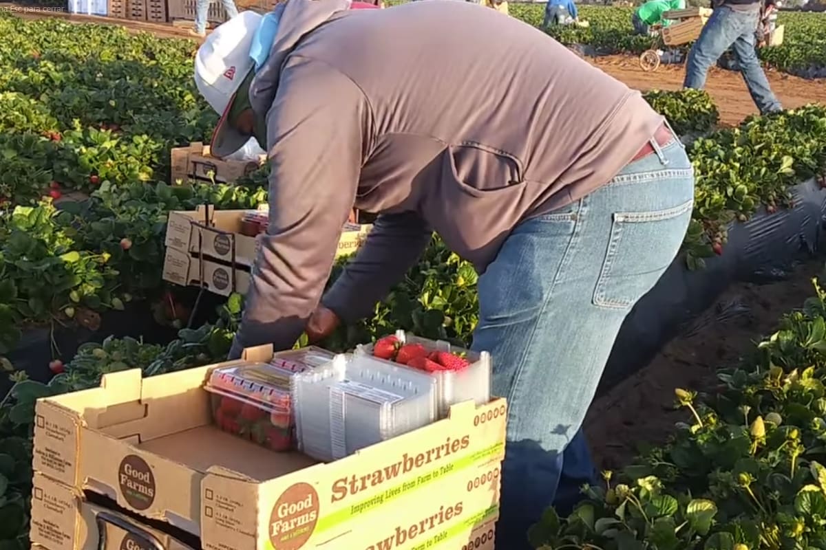 Cosechado el 83% de los cultivos sembrados en la Zona Costa