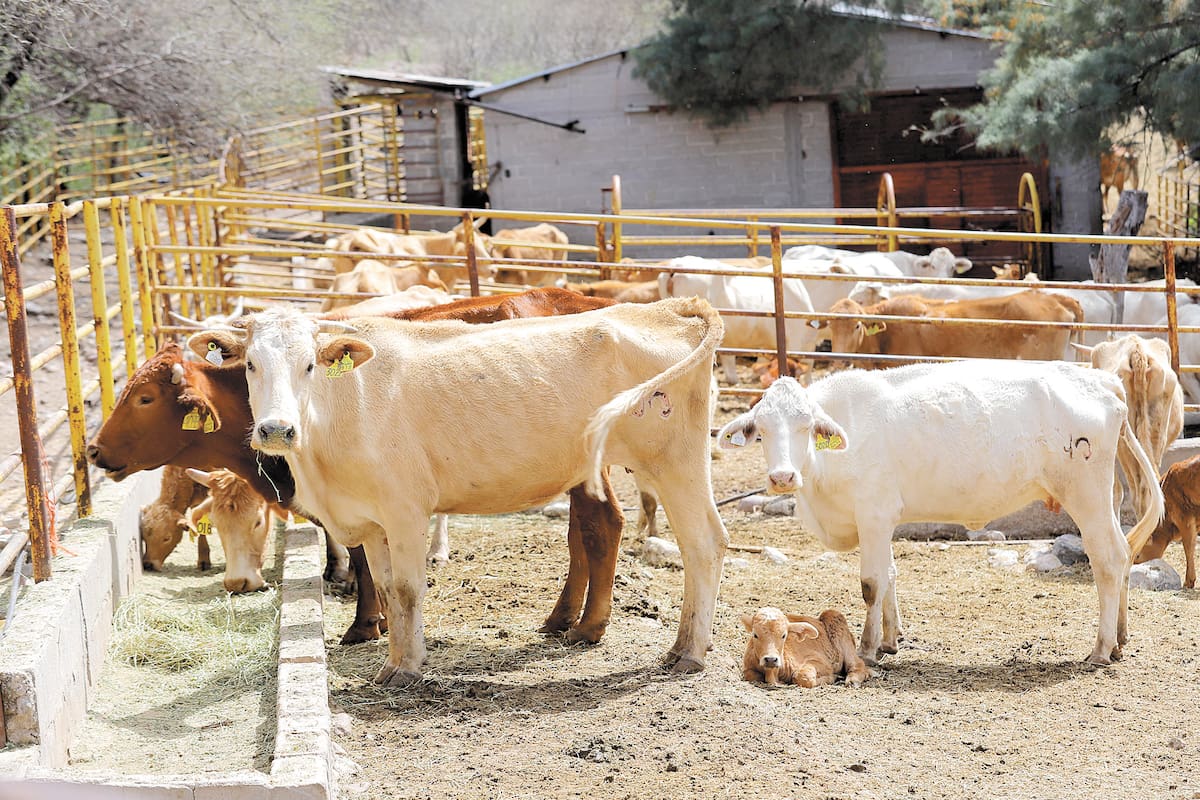 Fotos para la sección Dinero, Ganadería en Sonora.