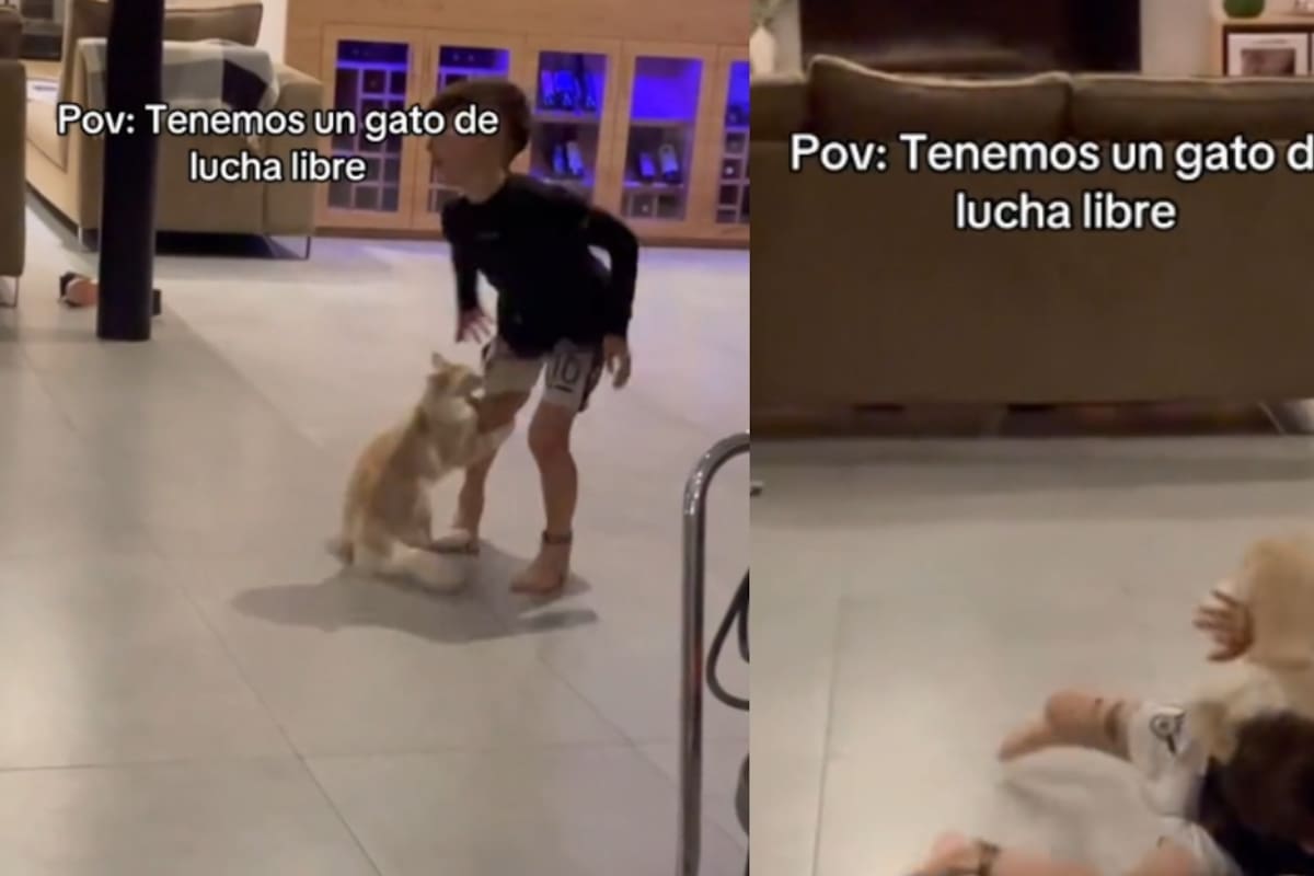 Gato se vuelve viral por su gusto por la lucha libre y practicarla con sus dueños